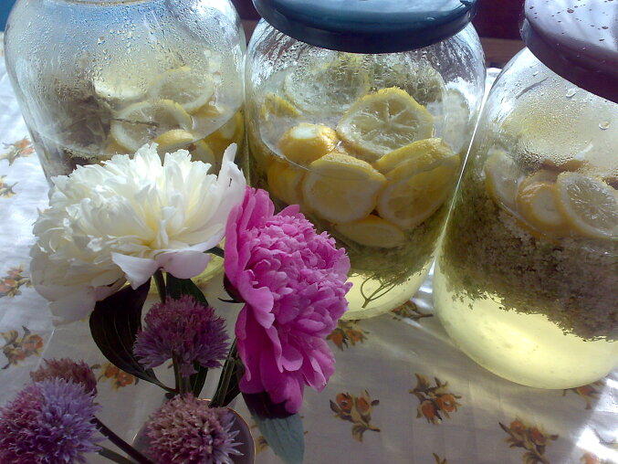 Domácí bezinkový sirup